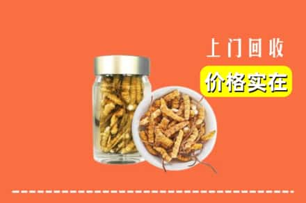 恩施州回收散虫草